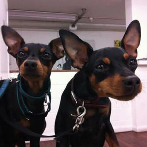 Two black and tan dogs with short coats and large ears are approaching the camera