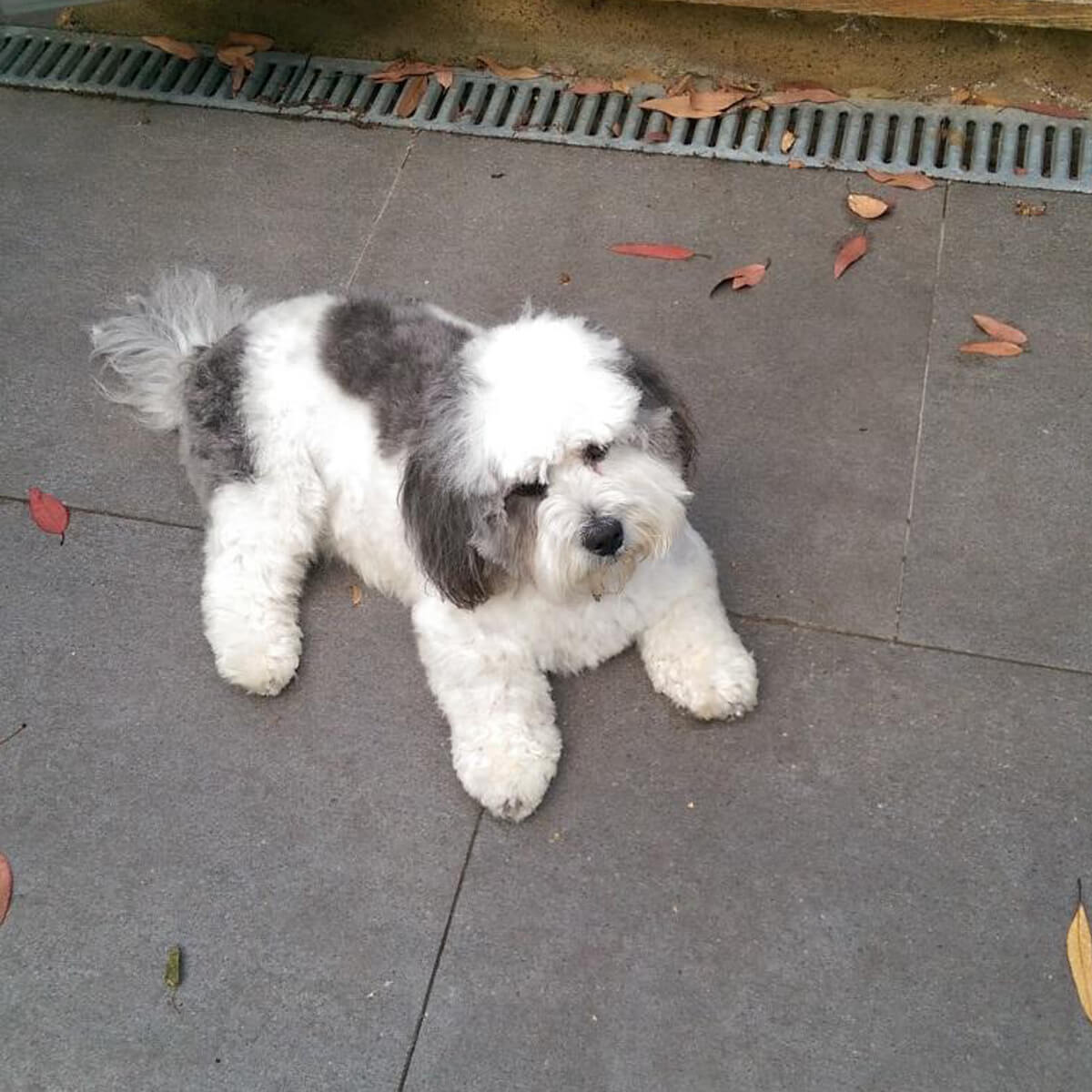 Zog, a white and grey fluffy dog lies on pavement