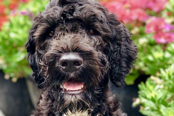 Buddy, the Portuguese water dog