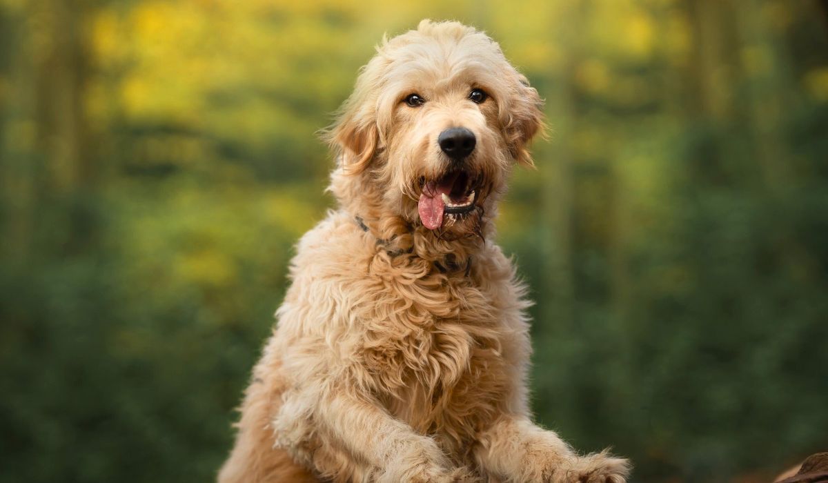 There are three sizes of Goldendoodles