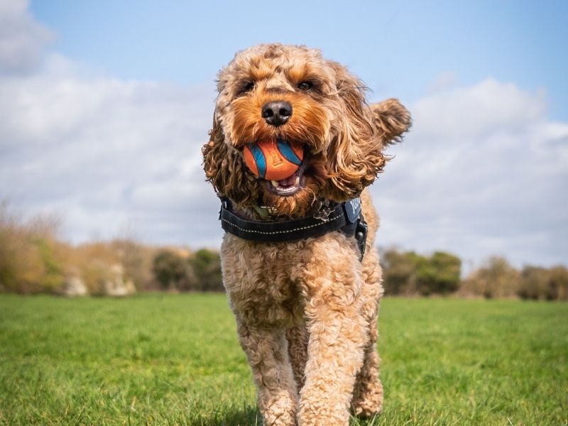 Cockapoo Dog Breed Guide: Care and Training | BorrowMyDoggy