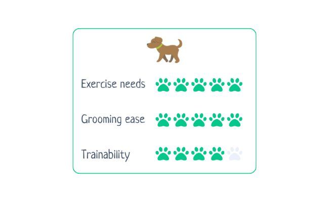 Australian Kelpie  Exercise Needs 5/5 Grooming Ease 5/5 Trainability 4/5