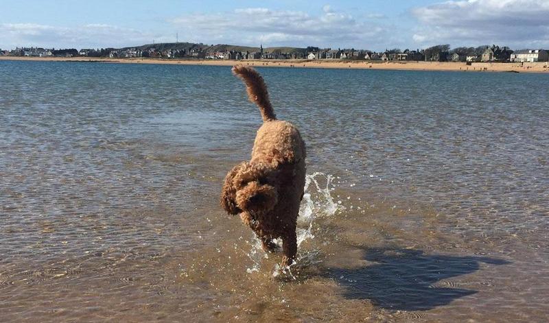 Can all dogs swim? These breeds can't!
