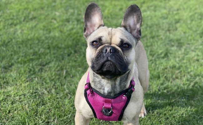 Doggy member Boo, the French Bulldog, wearing a bright pink harness