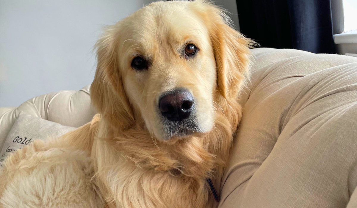 Doggy member Harris, the Golden Retriever, cosied up on the sofa ready for a nap after a fun-filled day at his borrowers
