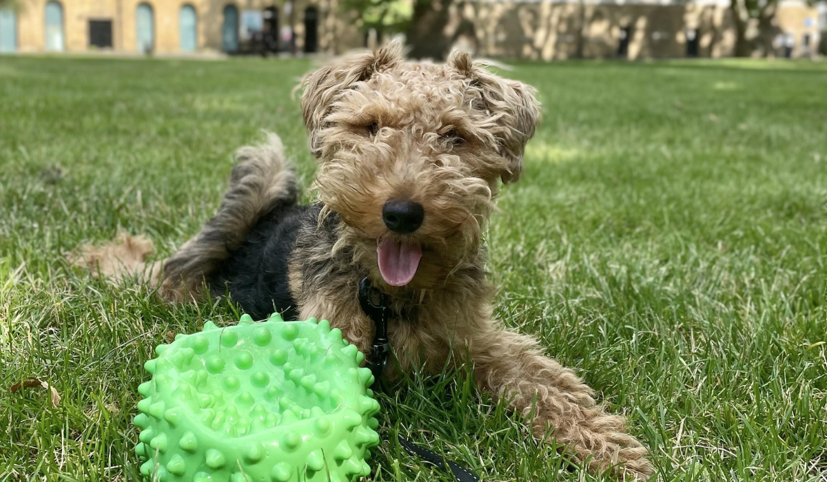 A scruffy, small, black and golden dog with little, triangular flopped ears and a fluffy muzzle, lies stretched out on the grass with their back legs behind them and forelegs in front of them. The cute pooch lies next to a green, bobbly toy that is of similar size to the dog's head!