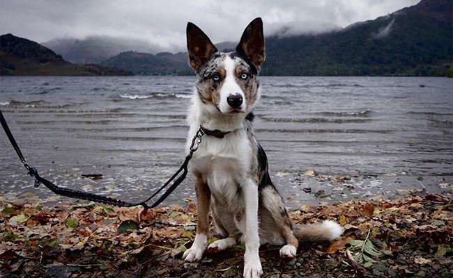 A dog with stunning blue eyes and a multicoloured coat sits in a beautiful landscape in front of a lake on an overcast day