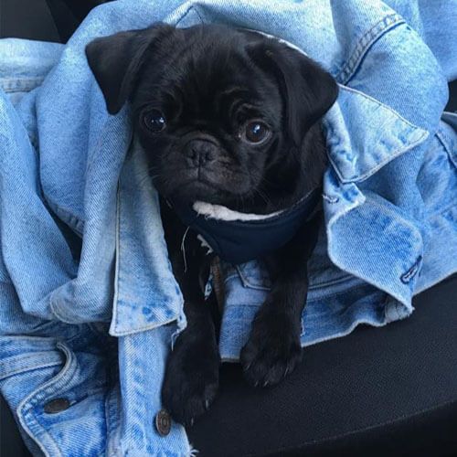 Olive is a black, short-haired puppy with a short nose and floppy ears. She's half covered by a human's denim jackets