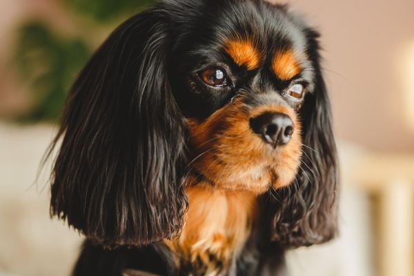 Lily, the Cavalier King Charles Spaniel