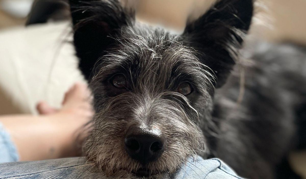 A gorgeous Miniature Schnauzer with a little grin, is as close as they can possibly get to the camera.