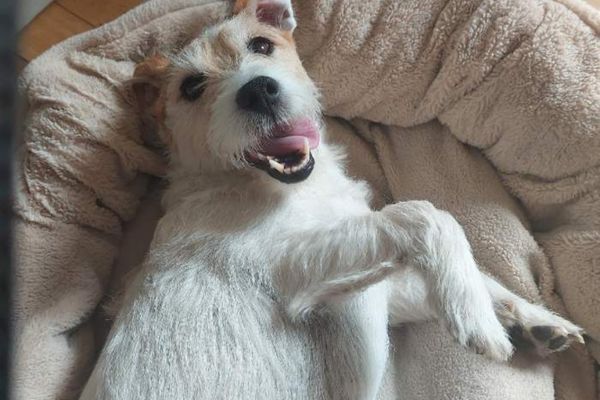 Bart, the Jack Russell Terrier, playfully lying on his back on a snug dog bed