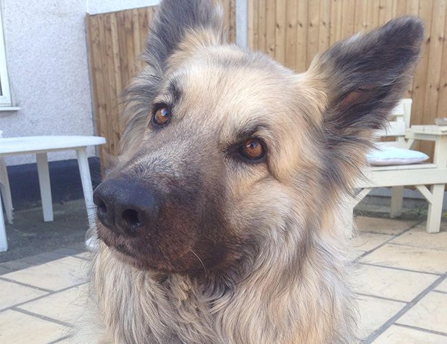 A beautiful large dog with a thick coat and large nose and ears has an intelligent look
