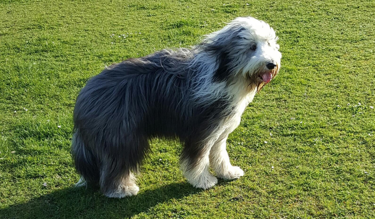 A long, shaggy-haired dog with a grey body, white face, chest and feet is standing, patiently waiting for their owner to catch up and continue their walk around the grassy field.