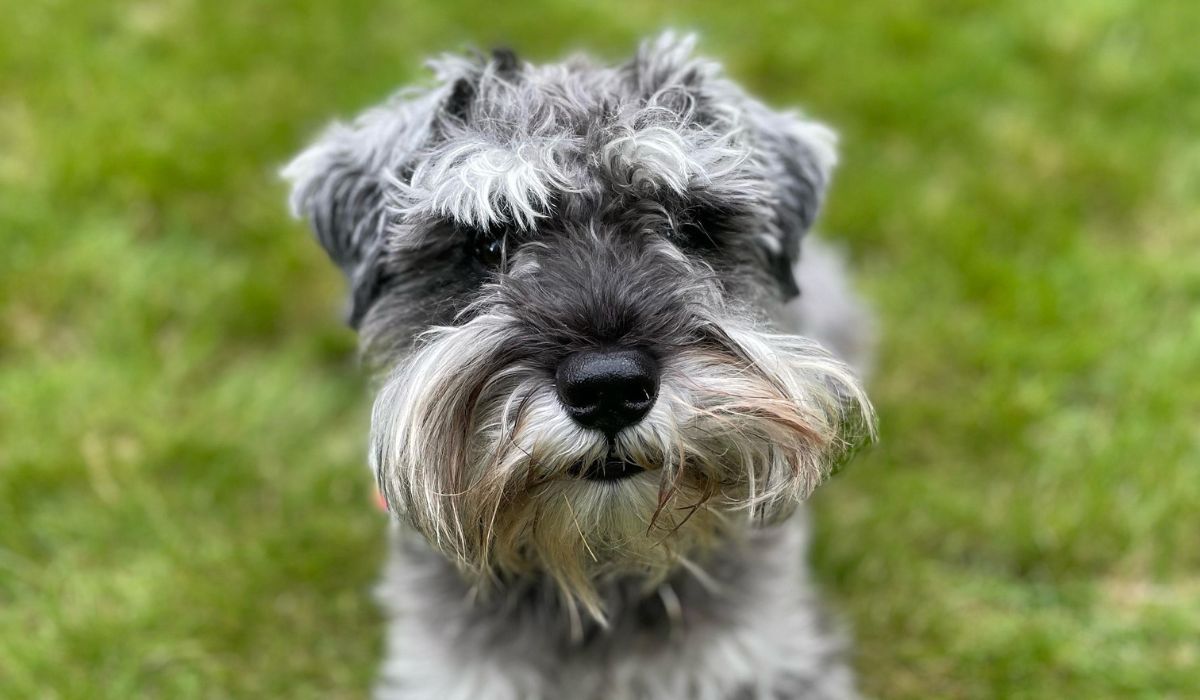 A small grey dog, with wiry hair, bushy eyebrows and muzzle, and ears flopped in a v shape, lying on the grass