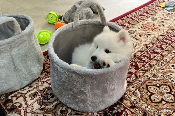 Brian, the Japanese Spitz puppy hiding in a soft basket