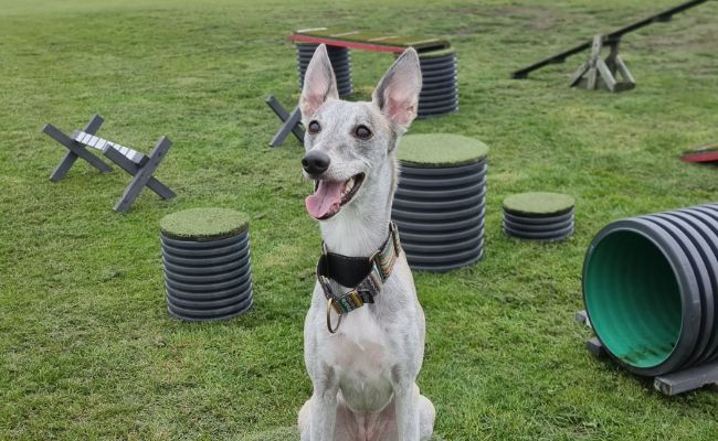 Doggy member Luna, the Whippet, sitting happily in a dog park with some fun obstacles behind her