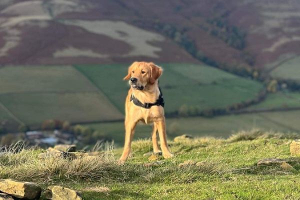 Teddy the Golden Retriever on top of the hill, pleased with his run!