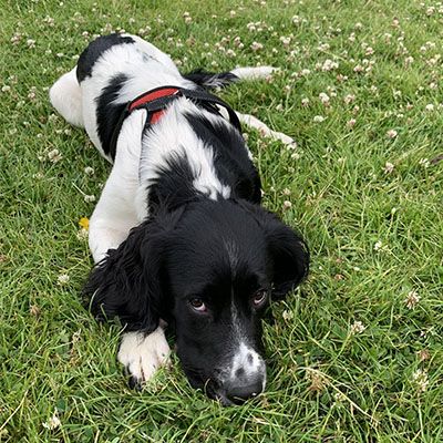 Black and white Sprocker laying head down in the grass