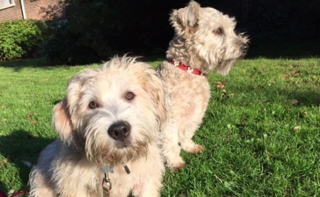 Doggy members Daisy and Fergus, the Glen of Imaal Terriers sitting in their garden on a sunny day