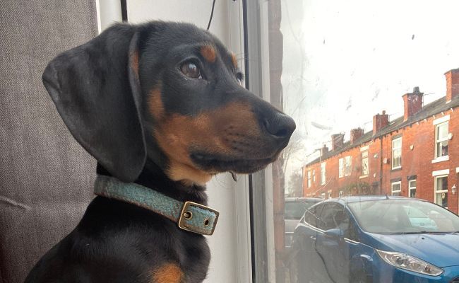 Doggy member Sparky, the Dachshund, waiting by the window for their owner to return