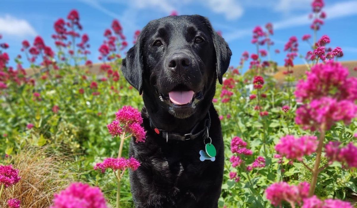 Doggy member Flint, the Labrador Retriever posing amongst the bright pink flowers on a summer's day