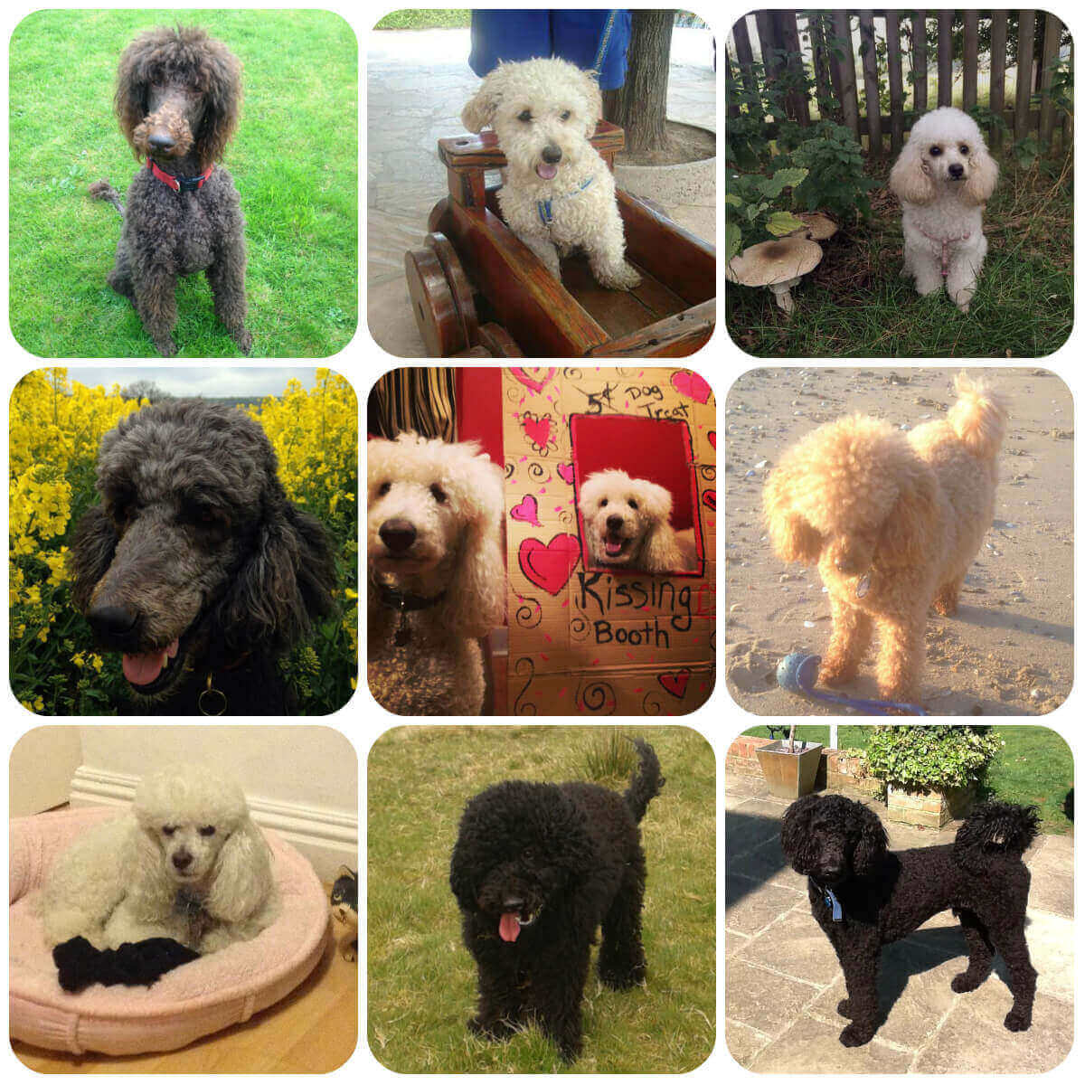 A collage of images of Poodles. They range in size and colour but are all quite slim with very curly coats.