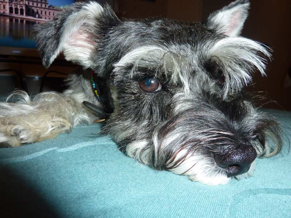 Doggy member Macey, the Miniature Schnauzer having a rest on a blue pillow