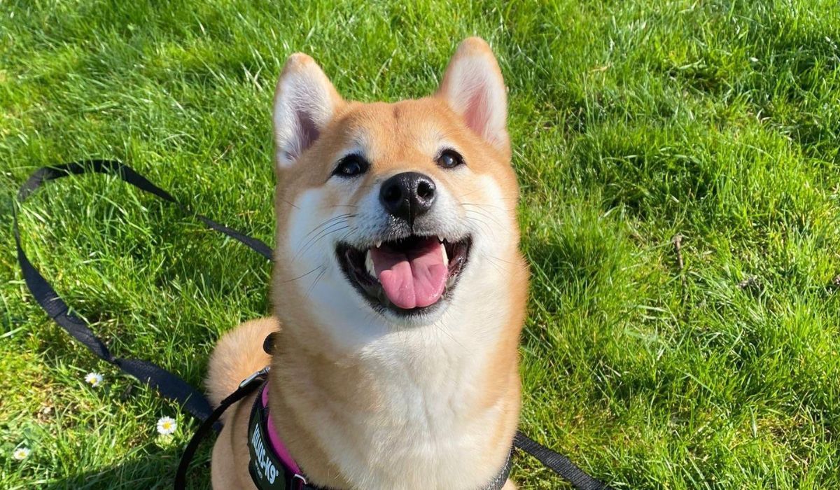 A medium sized, fluffy golden dog with a white underbelly, legs and lower face, fox-like facial features and a bushy tail, sits happily on a grassy field..
