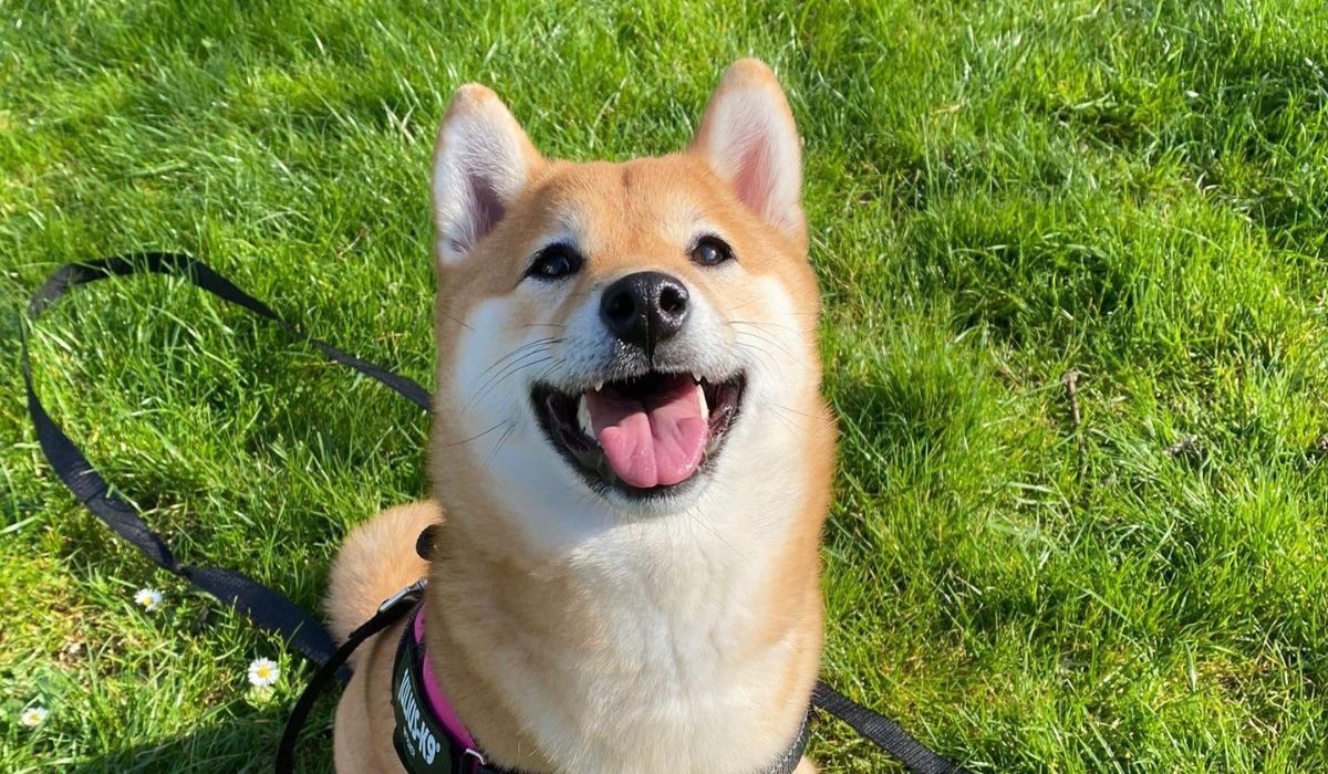 Shiba inu dog breed hot sale fox