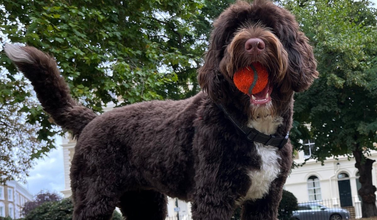 A lovely portuguese water dog with an orange ball in her mouth