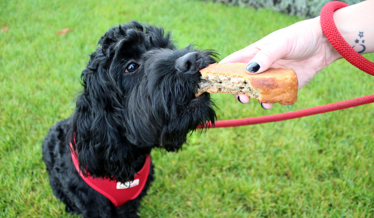 A fluffy, black pooch takes a bite of Banana Bread handed to them in the garden. 