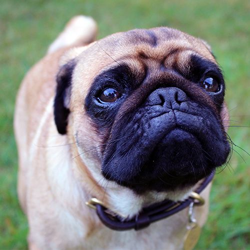 How to teach your dog to come when called