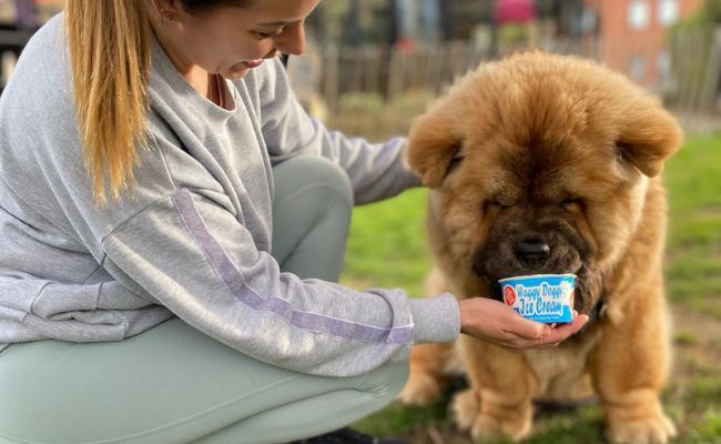 Rufus, the Chow Chow enjoying a happy doggy ice cream