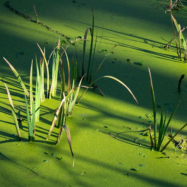 Algae covered pond 