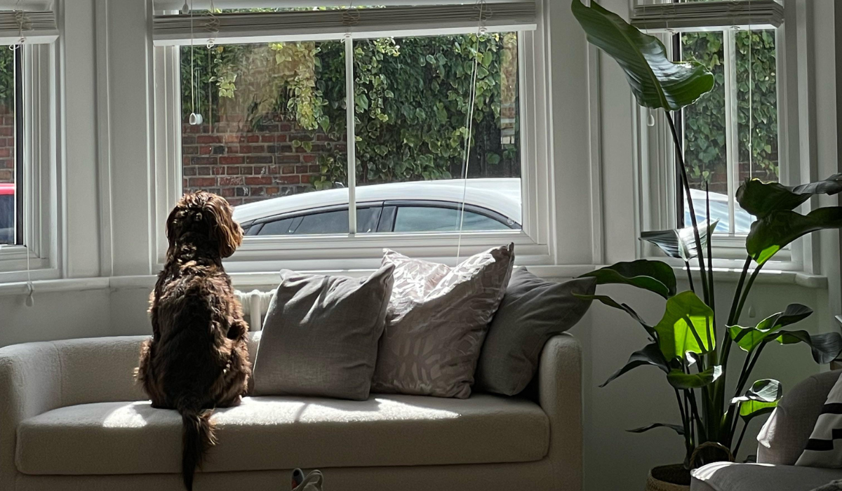 A chocolate Cockapoo is sitting on the sofa watching out the window in anticipation for their guests to arrive.
