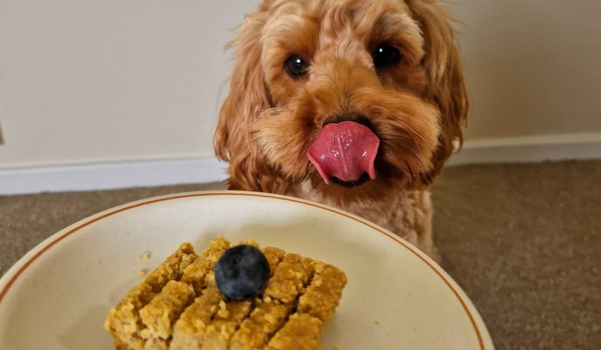 A golden Cockapoo, licking her lips, staring intently at the Doggy Birthday Cake. 