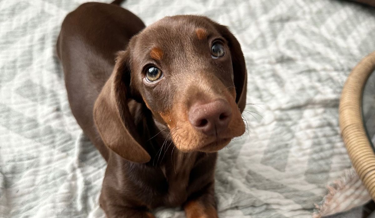 Doggy member Theo, the Miniature Dachshund, lying on the bed looking up for a treato!