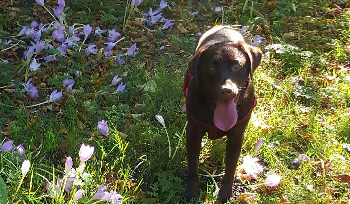 Lola, a chocolate lab, is standing on grass with crocuses growing out of it.