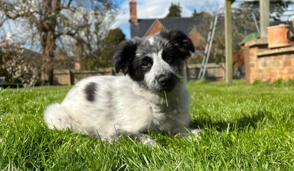 A white and black, fluffy puppy with cute, perky ears is lying in a large garden nibbling on a strand of grass.