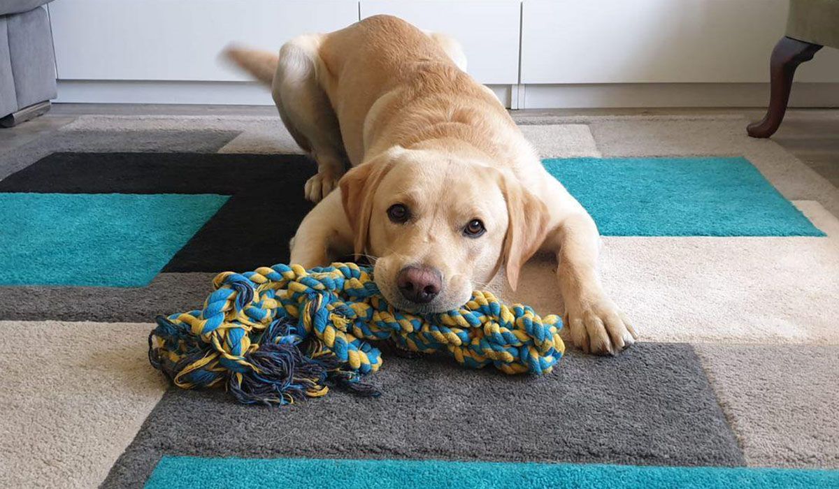 Labrador, laying on a rug with a toy in their mouth looking at camera. 