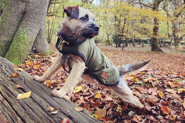 Margo the Border Terrier enjoying a stretch with paws on a fallen tree 