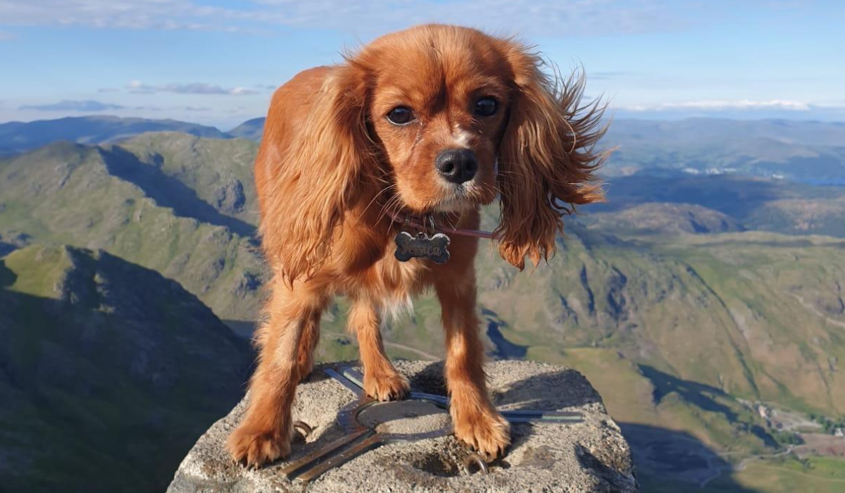 A red, golden Cavalier King Charles Spaniel stands on a monument above the valleys, with the wind in her ears.