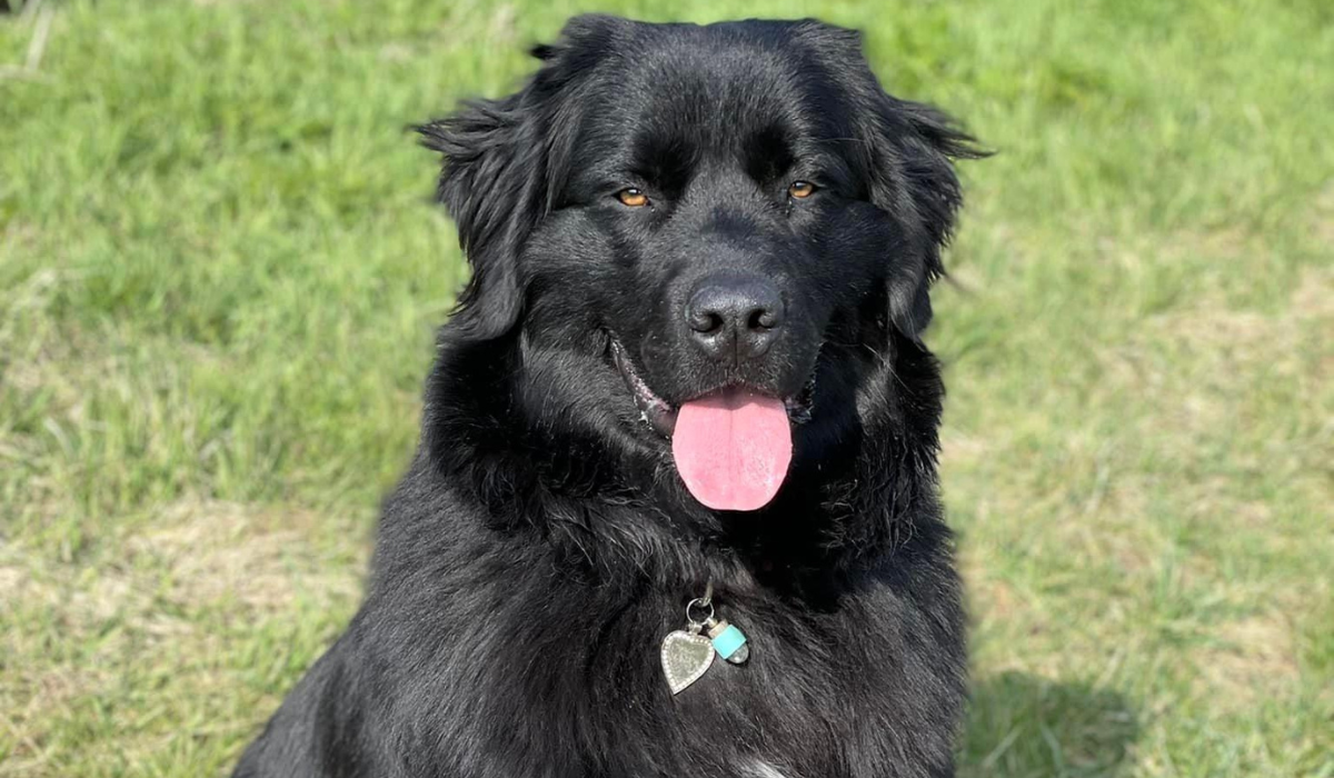 A large, black, shaggy dog with a square head, flopped, triangular ears and small hazel eyes, sits on the grass in the sunshine smiling, revealing a wide, pink tongue.