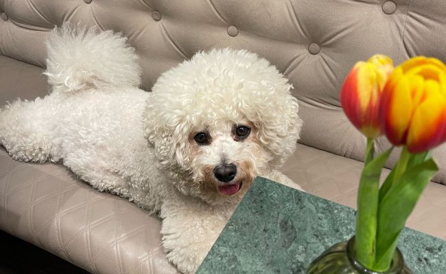 Doggy member Wanchan, the Bichon Frise, lying on the sofa next to a table with a vase of tulips