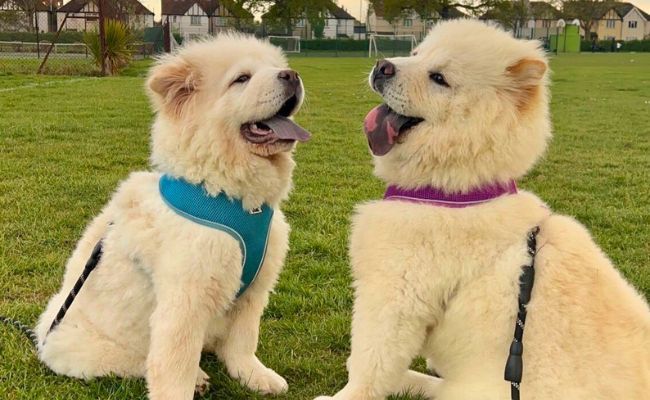 Mickey and Minnie, the Chow Chows
