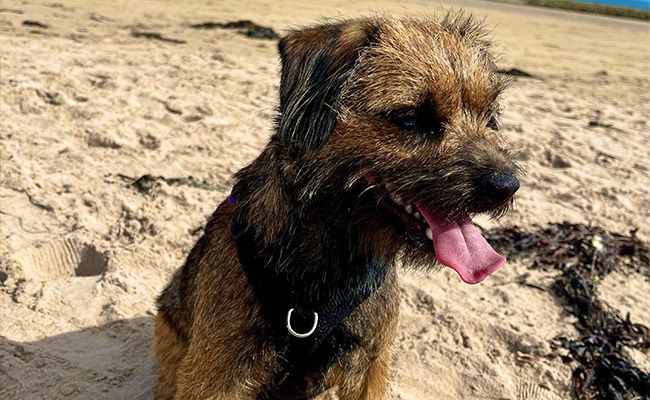 A small, scruffy, brown and black dog sits on the beach with their tongue out