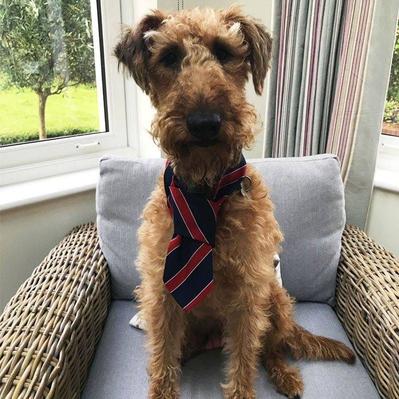 Doggy member Bunty is an Irish Terrier, pictured sitting on his favourite chair at home.