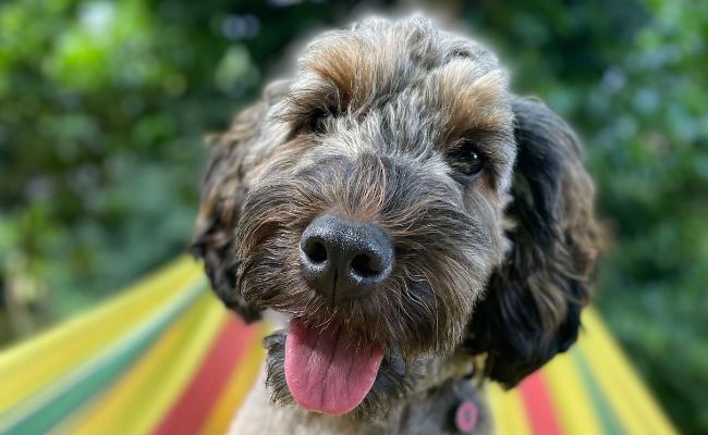 Doggy member Pippin, the Cockapoo chilling on a hammock in the garden in a shady spot