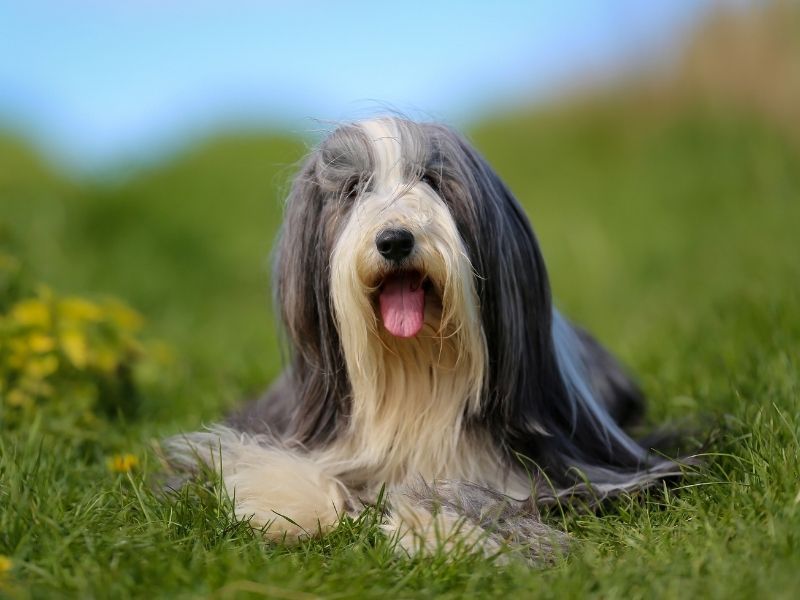 Bearded collie long hair dogs hotsell