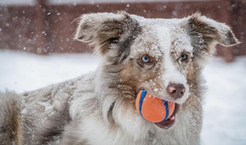 Winter adventures you can have with a dog